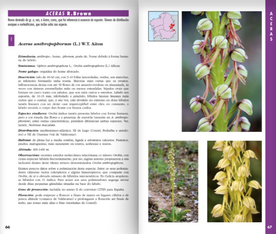 Exemplo ficha guía orquídeas de Galicia