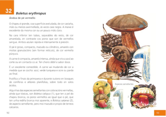 Exemplo ficha guía Cogomelos