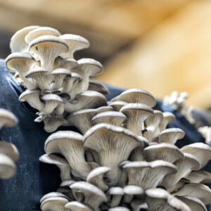 Obradoiro "Cultivar cogomelos na casa"