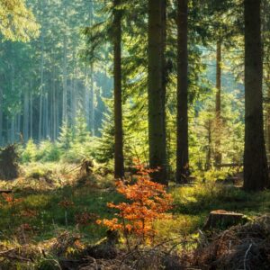 Curso "Descifrando o bosque: identificación e usos das árbores"