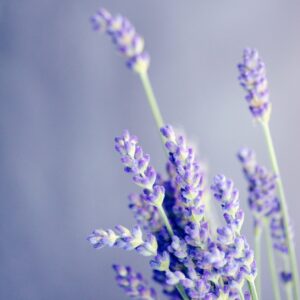 Obradoiro "Os aromas da natureza"